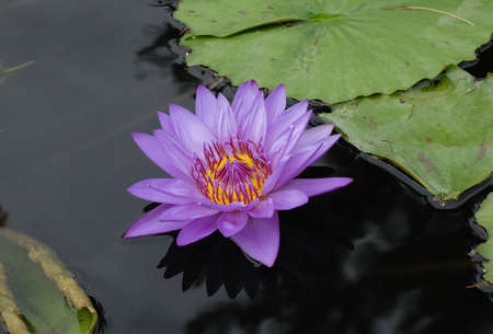 tropical water lily in fallの写真素材
