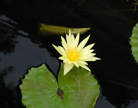 tropical water lily in fallの写真素材