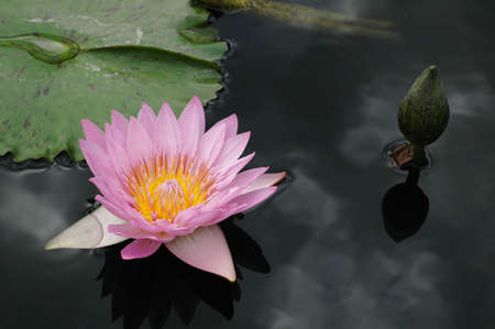 tropical water lily in fallの写真素材