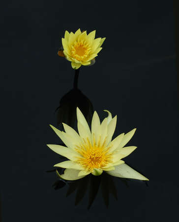 tropical water lilies in fall, original colorの写真素材