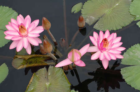 tropical water lily in fallの写真素材