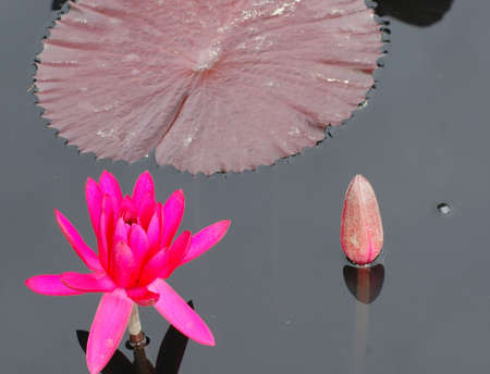 tropical water lily in fall, original color, not photoshopped.の写真素材
