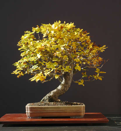 European beech, Fagus sylvatica, 60 cm high, around 50 years old, collected in Germany, stlyed by Walter Pall, pot by Derek Aspinallの写真素材