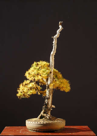 Hybrid larch, Larix decidua x kaempferi, collected in Germany, styled by Walter Pall, living crown 50 cm high, around 40 years old, pot by Derek Aspinallの写真素材