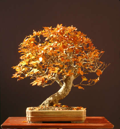 European beech, Fagus sylvtica, collected in germany, styled by Walter Pall, 60 cm hihg, around 50 years old, pot by Derek Aspinallの写真素材