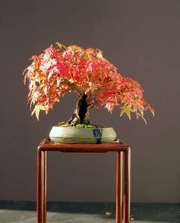 Japanese maple, Acer palmatum, 25 cm high, sShohin, around 40 years old, from nursery stock, styled by Walter Pallの写真素材