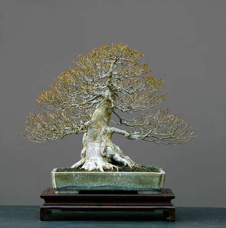 trident maple, Acer burgerianum, 50 cm high, around 70 years old, from imported raw matrial, styled by Walter Pall, pot by Derek Aspinallの写真素材