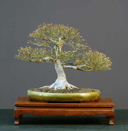 Japanese maple, Acer palmatum, 40 cm high, around 50 years old, from imorted raw material, stlyed by Walter Pall, pot by Peter Krebsの写真素材