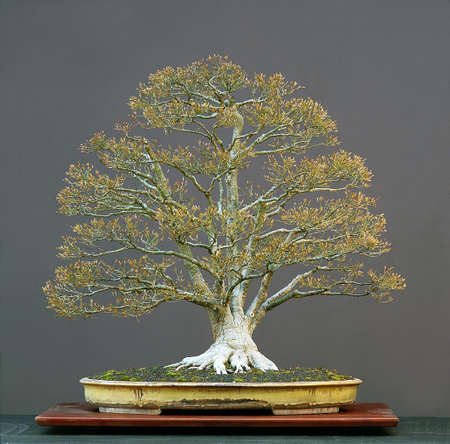 Japanese maple, Acer palmatum, 90 cm hihg, aorund 100 years old, from imported raw matrial, styled by Walter Pall, pot by Derek Aspinallの写真素材