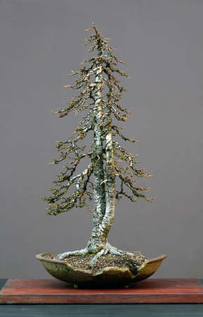 European larch, Larix decidua, 70 cm high, around 70 years old, collected in Italy, styled by Walter Pallの写真素材