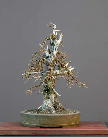 European larch, Larix decidua, 60 cm hihg, around 100 years old, collected in Austrai, styled by Walter Pall, pot by Derek Aspinallの写真素材