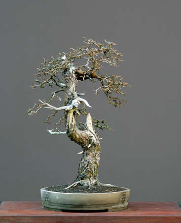 European larch, Larix decidua, 50 cm high, more than 100 years old, collected in Austria, styled by Walter Pall, pot by Derek Aspinallの写真素材