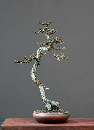 European larch, Larix decidua, 60 cm high, around 100 years old, collected in Switzerland, styled by Walter pall, pot by Peter Krebsの写真素材