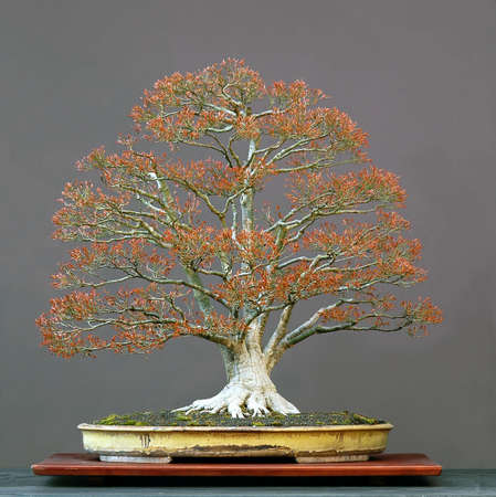 Japanese maple, Acer palmatum, 90 cm high, arond 100 years old, from imported raw material, styled by Walter Pallの写真素材