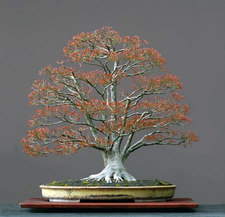 Japanese maple, acer palmatum, 90 cm high, around 100 years old, from imported raw material, styled by Walter Pall, pot by Derek Aspinallの写真素材