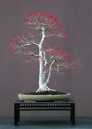 Japanese maple, Acer palmatum, 70 cm hihg, around 60 years old, from imported raw matrial, stlyed by Walter Pall, pot by Derek Aspinallの写真素材