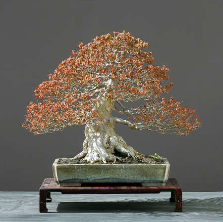 trident maple, acer burgerianum, 50 cm high, around 60 years old, from imorted raw material, styled by Walter Pall, pot by Derek Aspinallの写真素材