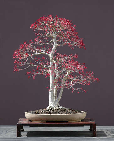 Japanese maple, acer palmatum, natural spring color of that variety, 70 cm hihg, around 60 years old, from imported raw material, styled by Walter Pall, pot by Derek Aspinallの写真素材