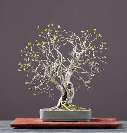 garden lilac, Syringa vulgaris, 60 cm high, arounc 90 years old, from garden plant, stlyed by Walter Pall, pot by Derek Aspinallの写真素材
