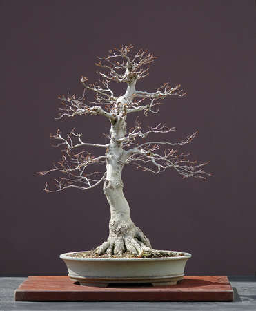 Japanese beech, Fagus sylvatica, 60 cm high, around 50 years old, from imported raw amterial, stlyed by Walter Pall, pot by Derek Aspinallの写真素材
