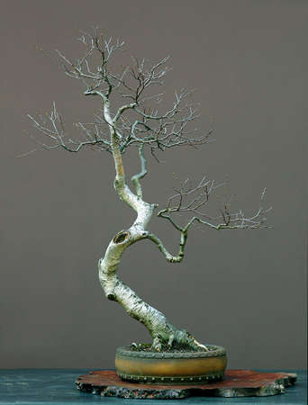 European silver birch, Betula pendula, 90 cm high, arounc 50 years old, collected in Austria, styled by Walter Pallの写真素材