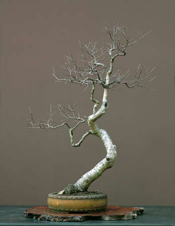 European silver birch, Betula pendula, collected in Austria, styled by Walter Pall, 90 cm high, around 50 years old, pot by Derek Aspinallの写真素材