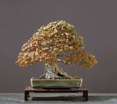 Triden maple, Acer burgerianum, from imported raw material, styled by Walter Pall, 50 cm hihg, around 60n years old, pot by Derek Aspinallの写真素材