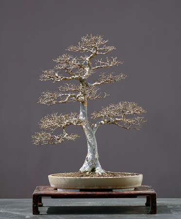 Chinese elm, Ulmus parvifolia, 70 cm hihg, around 60 years old, from imported raw material, styled by Walter Pall, pot by Derek Aspinallの写真素材
