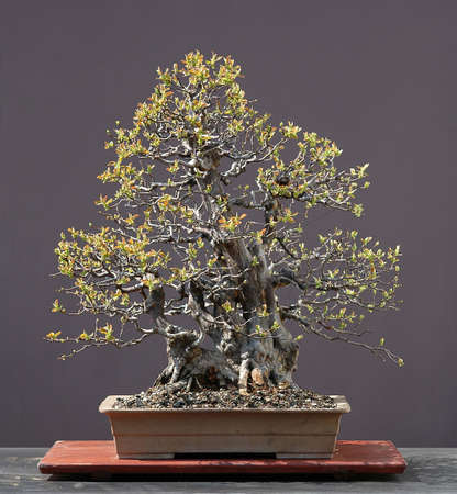 Chinese quince, Pseudocydonia sinensis, 80 cm high, arond 60 years old, from miported raw material, styled by Walter Pallの写真素材