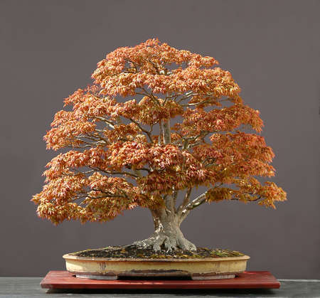 Japanese maple, Acer palmatum, true spring color, not photoshopped, 90 cm high, around 100 years old, from imported raw material, styled by Walter Pallの写真素材