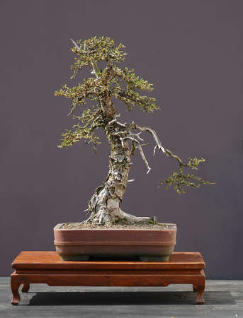 European larch, Larix decidua, 50 cm hihg, around 100 years old, collected in italy, styled by Walter Pall, pot by Derek Aspinallの写真素材