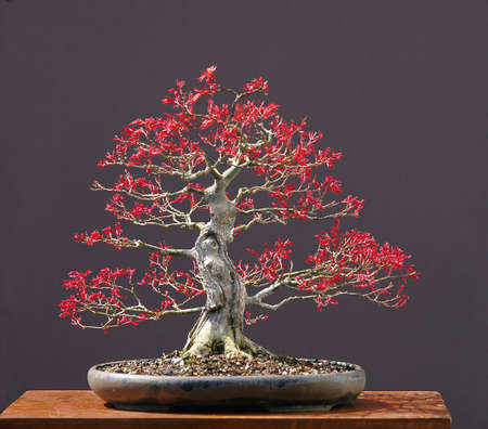 Japanese maple, Acer palmatum, true sprin color, not photoshopped, 35 cm high, around 50 years old, from imported raw amterial, styled by Walter Pall, pot by Petra Tomlinsonの写真素材