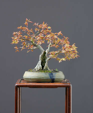 Japanese maple, Acer palamtum, 25 cm hihg, shohin, around 40 years old, from nursery material, styled by Walter Pallの写真素材
