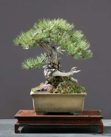 Austrian black pine, Pinus nigra Austriaca, 50 cm high, more than 100 years old, collected in Austria, styled by Walter Pall, pot by Derek Aspinallの写真素材