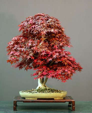 Japanese maple, acer palmatum, 70 cm high, around 60 years old, from imported raw material, stlyed by Walter Pall, pot by Derek Aspinallの写真素材