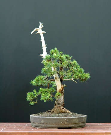 European spruce (Norway spruce), Picea abies, 40 cm high, around 80 years old, collected in Asutria, styled by Walter Pallの写真素材