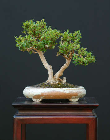 dwarf honeysuckle, Lonicera nitida, from nursery stock, styled by Walter Pall, 25 cm high, arond 40 years oldの写真素材