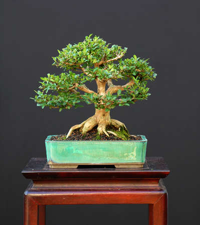 dwarf honeysuckle, Lonicera nitida, from nursery stock, styled by Walter Pall, 25 cm high, arond 40 years oldの写真素材