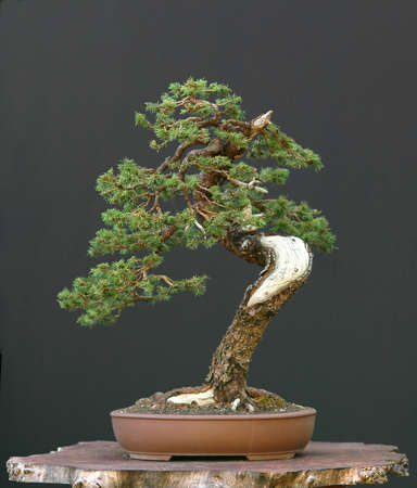 European spruce (Norway spruce), Picea abies, 60 cm highm over 100 years old, collected in Switzerland, styled by Walter Pallの写真素材