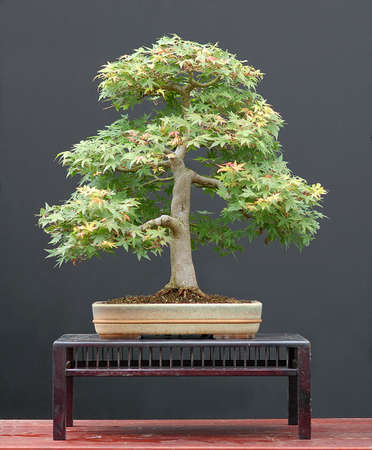 Japanese maple, Acer palamtum, from nursery stock, styled by Walter Pall, 60 cm hihg, around 40 years old, pot by Derek Aspinallの写真素材