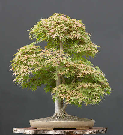 Japanese maple, Acer palmatum, 80 cm hihg, arond 60 years old, from imported raw material, styled by Walter Pall, pot by Derek Aspinallの写真素材