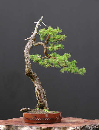 European spruce (Norway spruce), Picea abies, 50 cm high, arond 100 years old, collected in Austria, styled by Watler Pallの写真素材