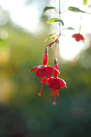 fuchsia, hanging in late summerの写真素材