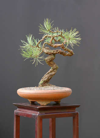 Ponderosa pine, Pinus ponderosa, 40 cm high, arond 100 years old, collected in Colorado, styled by Walter Pallの写真素材
