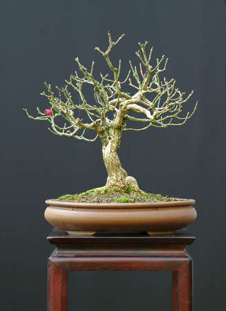 European euonymus, Euonymus europea, 30 cm hihg, arond 30 years old, from nurery stock, styled by Walter Pallの写真素材