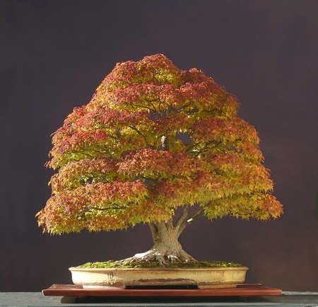 Japanese maple, Acer palmatum, true fall color, not photoshopped, 90 cm hihg, around 100 years old, from imported raw material, styled by Walter Pall, pot by Derek Aspinallの写真素材