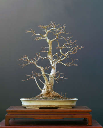 European field maple, Acer campestre, 70 cm high, around 50 years oldの写真素材