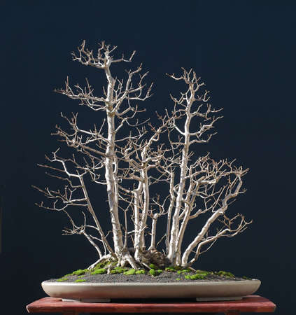 European field maple, Acer campestre, 70 cm high, around 50 years oldの写真素材
