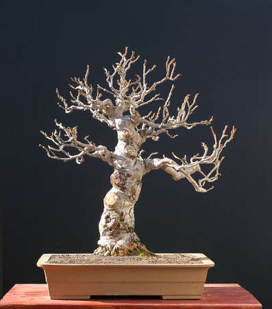 crab apple, Malus halliana, 65 cm high, around 50 years oldの写真素材