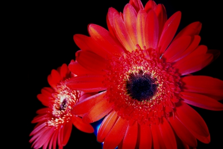 daisy flowersの写真素材